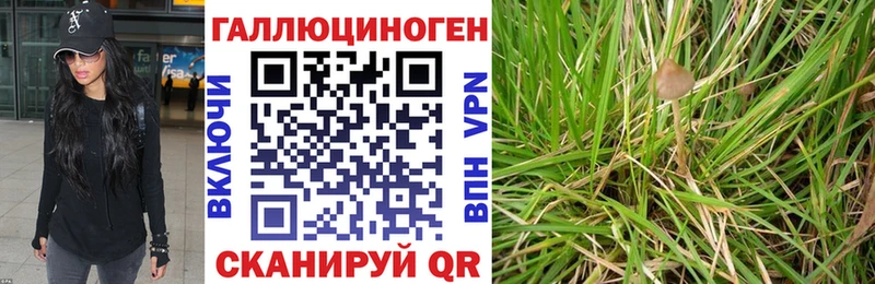 Галлюциногенные грибы Cubensis  Черкесск 